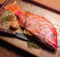 images/poissons/Red-snapper.jpg